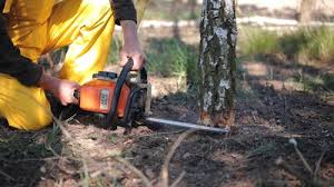 How Our Tree Care Process Works  in  Seeley Lake, MT
